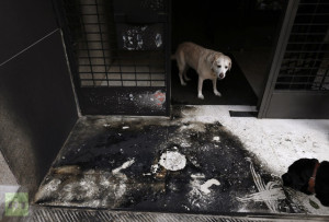Dogs stand at the burnt entrance of a building following a series of arson attacks against journalists in Athens