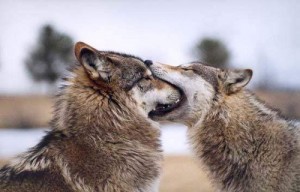 wolfs pysk