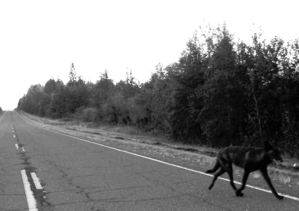 blackwolf