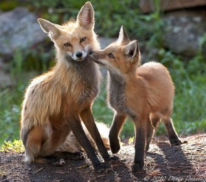 36-fox-animal-photography-54